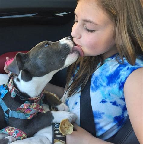 dog licks titties|Close up of a Dog Licking a Woman .